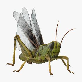 3D Grasshopper with Fur Rigged model